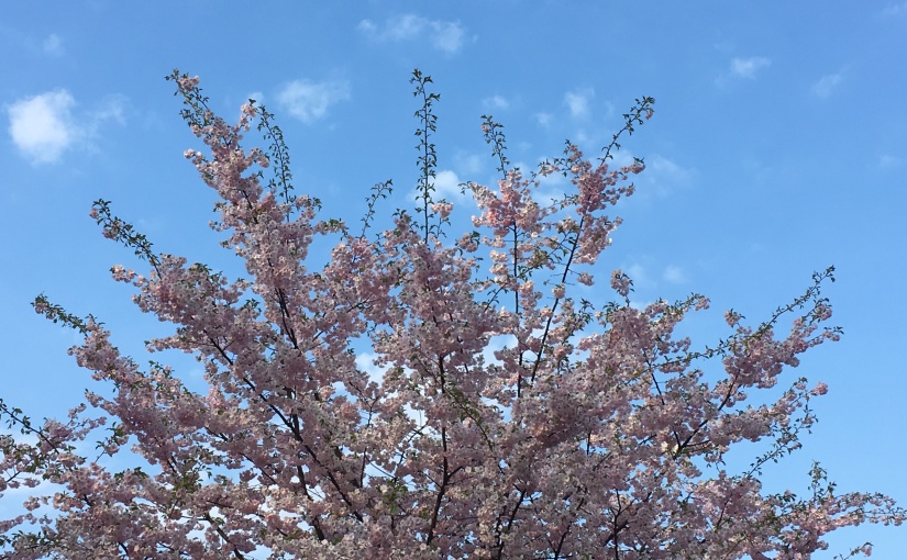 Sakura blossoming in Riga
